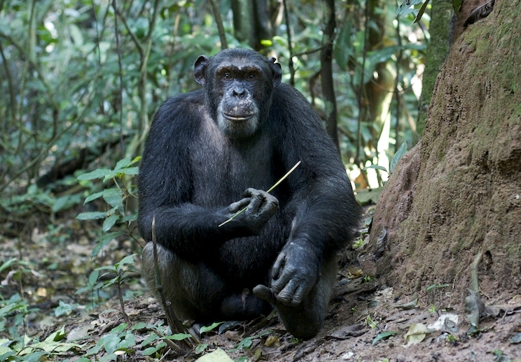 Niche Construction by Chimpanzees and Gorillas in Northern Congo |  Department of Anthropology