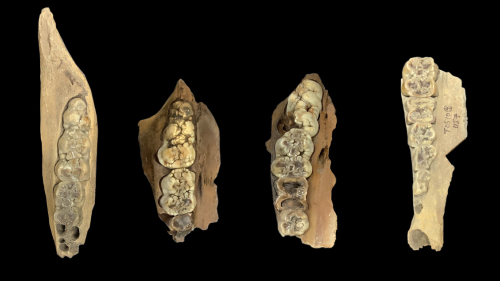 Ancient Pig Teeth