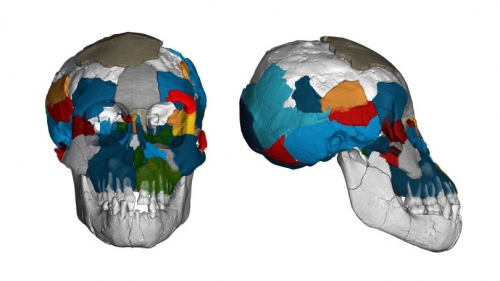 Scans of the Australopithecus afarensis skull. (Image: Philipp Gunz, MPI EVA Leipzig)