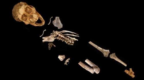 top down photo of a partial skeleton on a black background