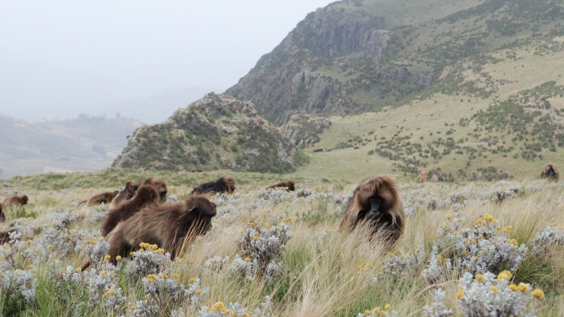 photo of primates in tall grass on an open plain