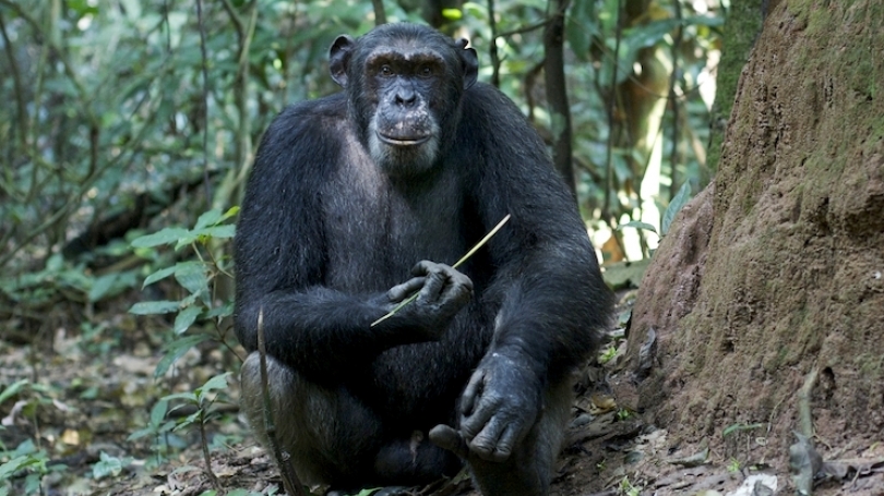 O Que é Nicho Do Chimpanzé - EDUCA